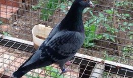 养鸽最新爆料,最新爆料揭秘养鸽界的秘密与变革